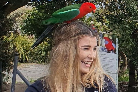 Oâ€™Reillyâ€™s Rainforest Retreat And Winery Day Tour From Nerang - Accommodation Gladstone 4
