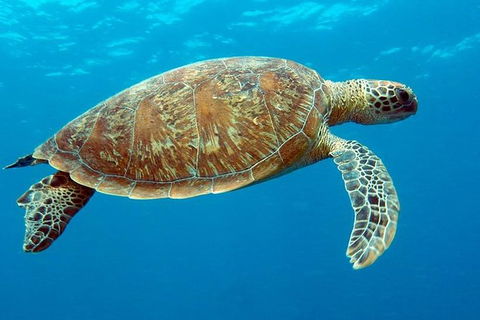 Cairns & Port Douglas All-Inclusive 7 Days Touring Package - Accommodation Gladstone 1