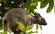 Cairns & Port Douglas All-Inclusive 7 Days Touring Package - thumb 8