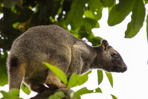 Cairns & Port Douglas All-Inclusive 7 Days Touring Package - Accommodation Gladstone 8
