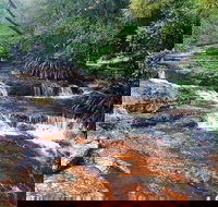 Springbrook Full Day Tour - Accommodation Gladstone