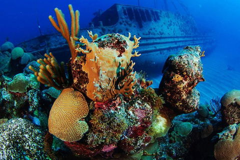 PADI Diving Courses On The Gold Coast - Accommodation Gladstone 3