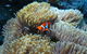 PADI Diving Courses On The Gold Coast - thumb 4
