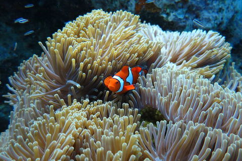 PADI Diving Courses On The Gold Coast - Accommodation Gladstone 4