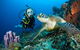 PADI Diving Courses On The Gold Coast - thumb 1