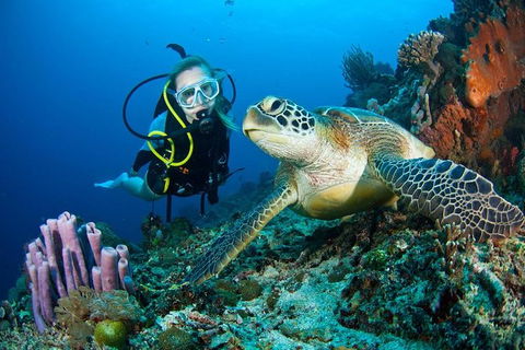 PADI Diving Courses On The Gold Coast - Accommodation Gladstone 1