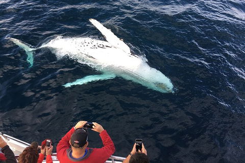 PRIVATE Whale Watching Tour - Up To 11 People In Your Group - Accommodation Gladstone 1