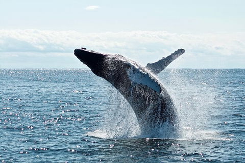 PRIVATE Whale Watching Tour - Up To 11 People In Your Group - Accommodation Gladstone 0