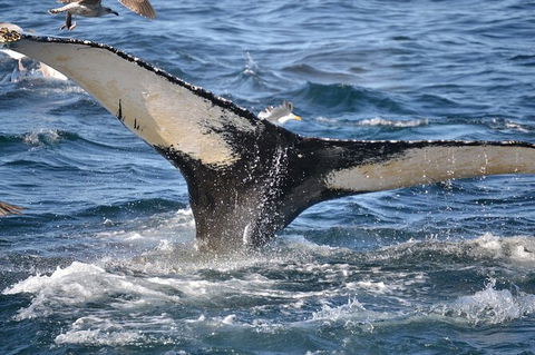 PRIVATE Whale Watching Tour - Up To 11 People In Your Group - Accommodation Gladstone 2