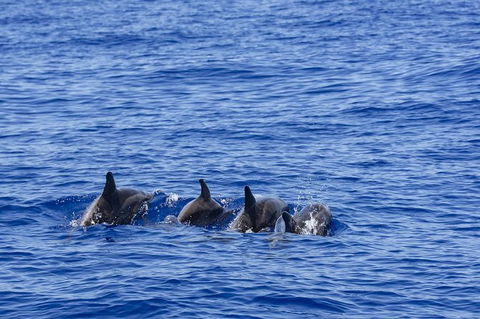 PRIVATE Whale Watching Tour - Up To 11 People In Your Group - Accommodation Gladstone 3