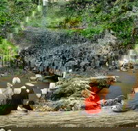 Private Half-Day Springbrook National Park Eco Tour - Up to 6 people - Accommodation Gladstone