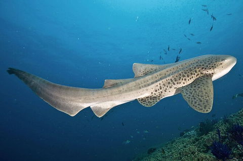 Exciting Gold Coast Diving Excursions - Accommodation Gladstone 1
