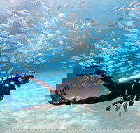 Exciting Gold Coast Diving Excursions - Accommodation Gladstone