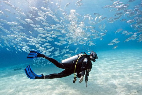 Exciting Gold Coast Diving Excursions - Accommodation Gladstone 0