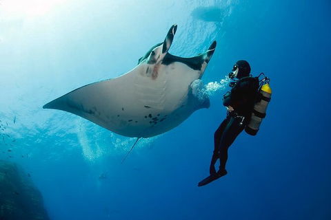 Exciting Gold Coast Diving Excursions - Accommodation Gladstone 2