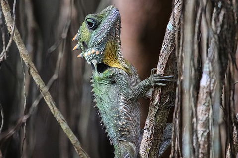 Mossman Gorge Adventure Day - Accommodation Gladstone 3
