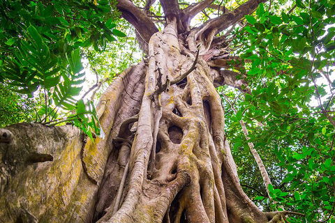 Mossman Gorge Adventure Day - Accommodation Gladstone 5