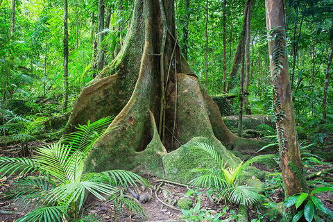 Mossman Gorge Adventure Day - Accommodation Gladstone 1