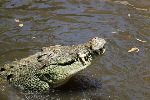 Virtual Interactive Australian Wildlife Tour With Private Guide-Wildlife Habitat - Accommodation Gladstone 2