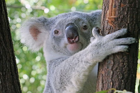 Virtual Interactive Australian Wildlife Tour With Private Guide-Wildlife Habitat - Accommodation Gladstone 0