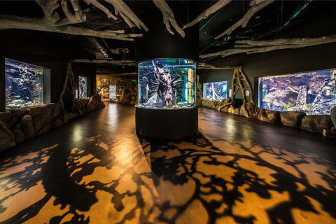 Cairns Aquarium By Twilight With 3 Course Dinner - Accommodation Gladstone 7