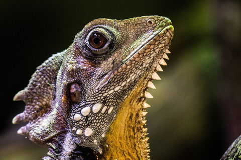 Cairns Aquarium By Twilight With 3 Course Dinner - Accommodation Gladstone 5
