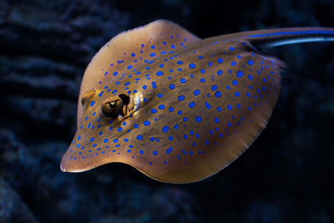 Cairns Aquarium By Twilight With 3 Course Dinner - Accommodation Gladstone 2