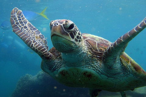 2 Night Whitsunday Islands Cruise On Atlantic Clipper From Airlie Beach - Accommodation Gladstone 6
