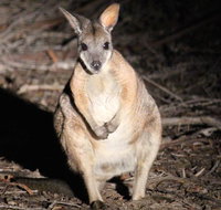 Small-Group Kangaroo Island 4WD Night Tour - Accommodation Gladstone