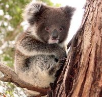 Kangaroo Island Luxury Small Group 'Island Life' Full Day Tour - Accommodation Gladstone
