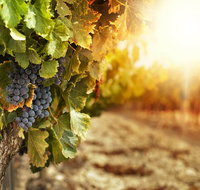 Kangaroo Island Half Day Food and Wine Trail Tour - Accommodation Gladstone