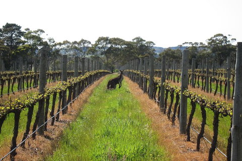 Structured Wine Tasting And Platter - Accommodation Gladstone 1