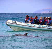 Kangaroo Island 75-Minute Ocean Safari - Accommodation Gladstone