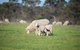 Fine Flavours - Full Day Kangaroo Island Food & Wine Tour - thumb 9