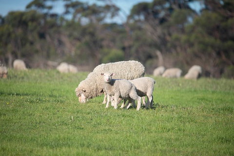 Fine Flavours - Full Day Kangaroo Island Food & Wine Tour - Accommodation Gladstone 9