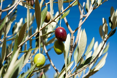 Fine Flavours - Full Day Kangaroo Island Food & Wine Tour - Accommodation Gladstone 3