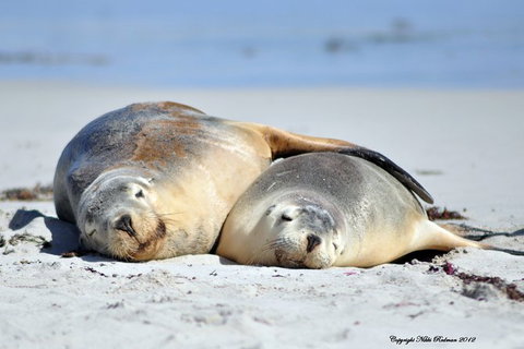 NEW TOUR - Kangaroo Island Road To Recovery Tour (1 Day/1 Night) - Accommodation Gladstone 3