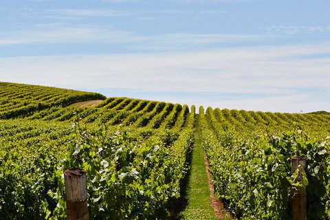 Launceston Wine & Sightseeing Tours - Accommodation Gladstone 3