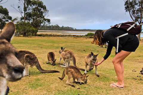 4-Day Fabulous Tasmania Tour: Wineglass Bay, Port Arthur, Devils & Bruny Island - Accommodation Gladstone 5