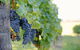 Private Luxury Yarra Valley Full-day Experience - thumb 3