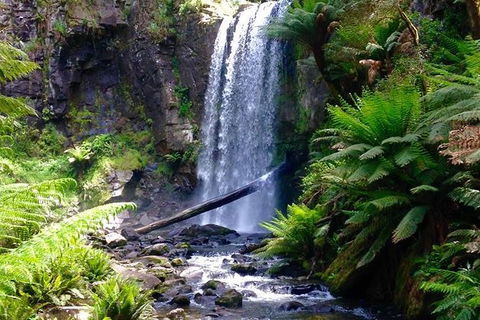 Private Tour - Great Ocean Road Express Tour - 9 Hour Duration - Accommodation Gladstone 1