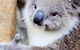 Puffing Billy And Healesville Sanctuary Scenic Tour - thumb 4