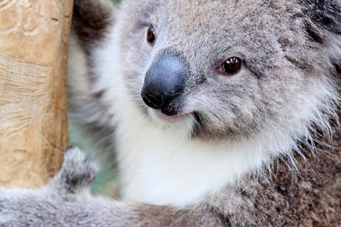 Puffing Billy And Healesville Sanctuary Scenic Tour - Accommodation Gladstone 4
