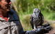 Puffing Billy And Healesville Sanctuary Scenic Tour - thumb 2
