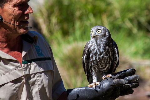 Puffing Billy And Healesville Sanctuary Scenic Tour - Accommodation Gladstone 2