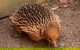 Puffing Billy And Healesville Sanctuary Scenic Tour - thumb 3