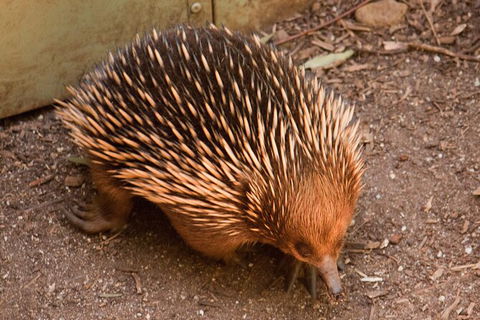 Puffing Billy And Healesville Sanctuary Scenic Tour - Accommodation Gladstone 3