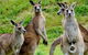 Puffing Billy And Healesville Sanctuary Scenic Tour - thumb 5