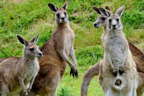 Puffing Billy And Healesville Sanctuary Scenic Tour - Accommodation Gladstone 5