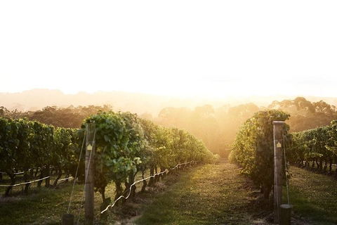 Mornington Peninsula 2-6 Guests Lunch Rare Hare Or Merricks General Wine Store - Accommodation Gladstone 2
